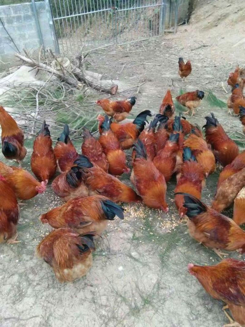 山林坡地放养的土鸡