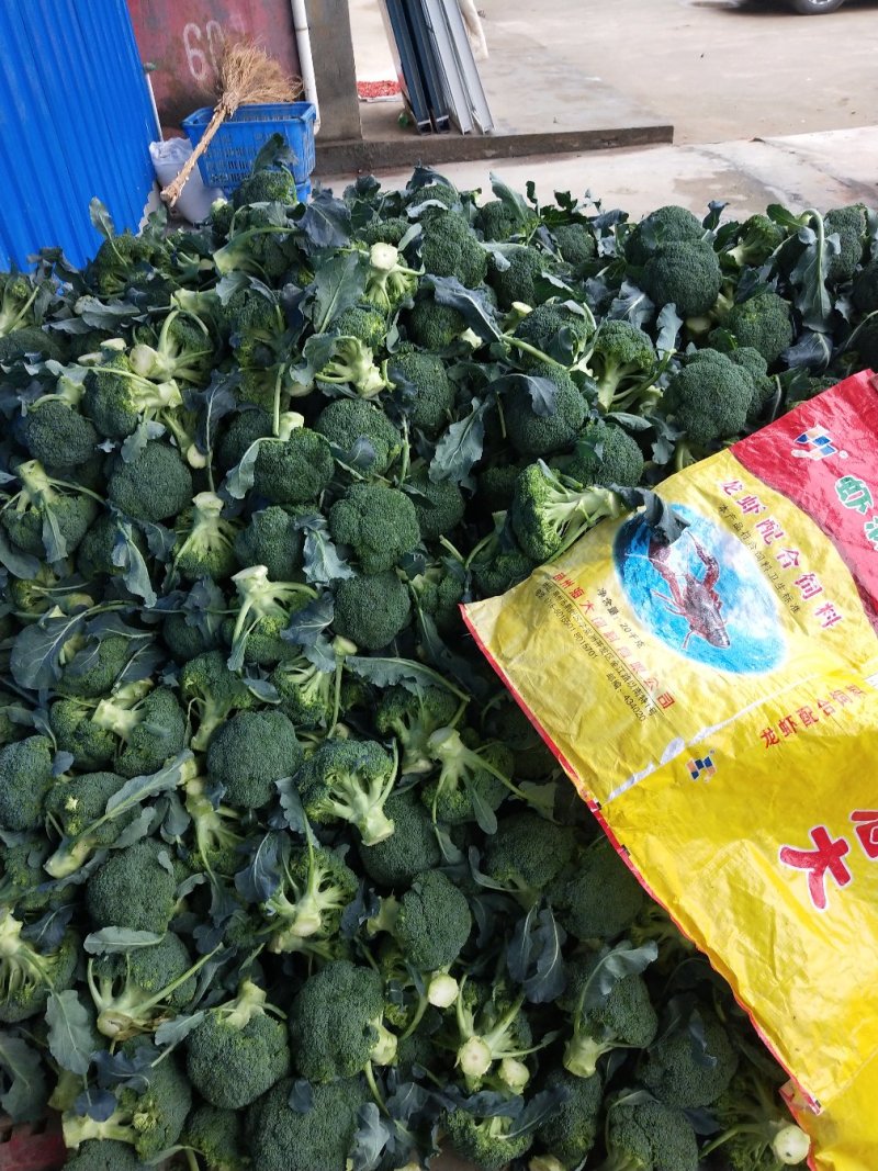 二级精品耐寒优秀西兰花，供加工厂基地直发