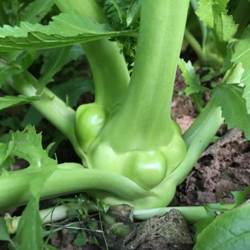 榨菜半斤以上
