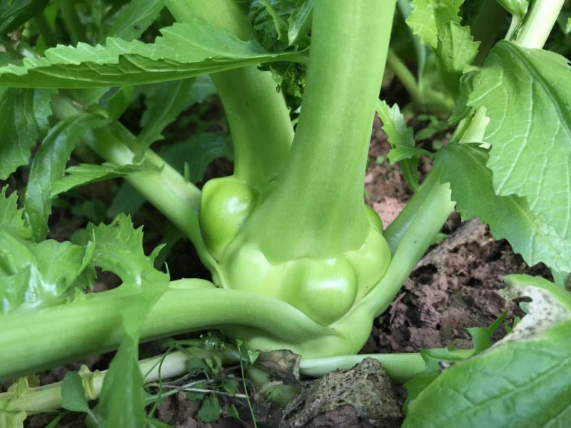 榨菜半斤以上