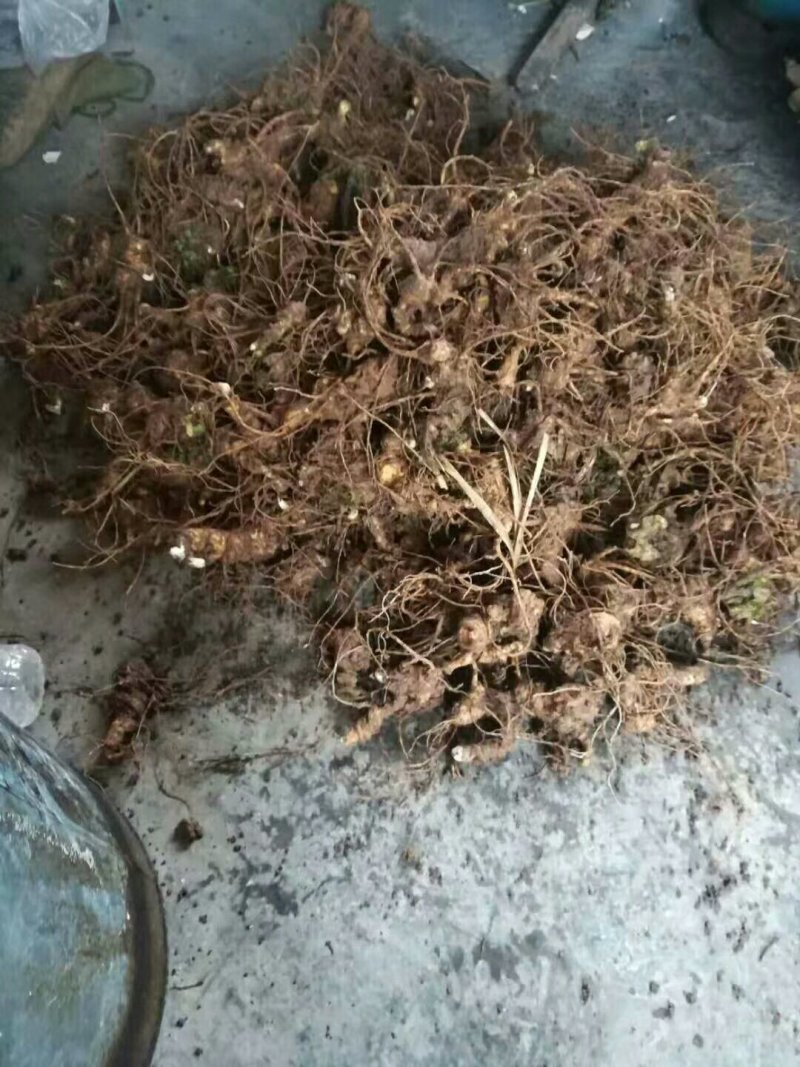 竹节参苗