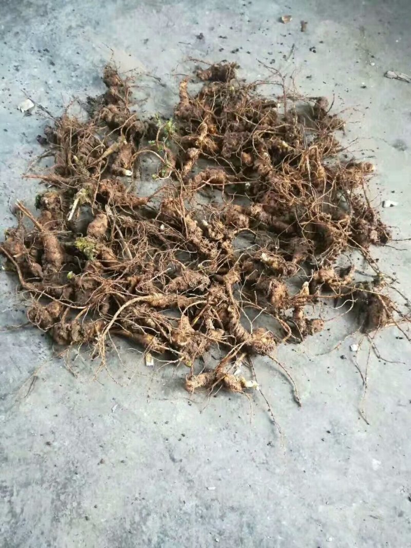 竹节参苗