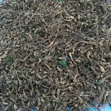 竹节参苗