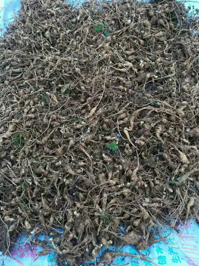 竹节参苗