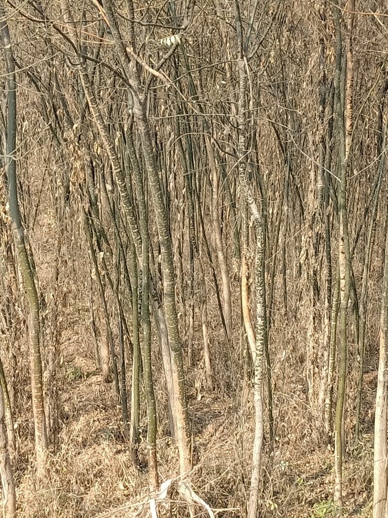 连翘苗