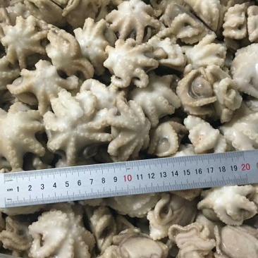 日照速冻八爪鱼单冻去脏去牙小章鱼大量供应价格美丽