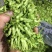 野菜特菜