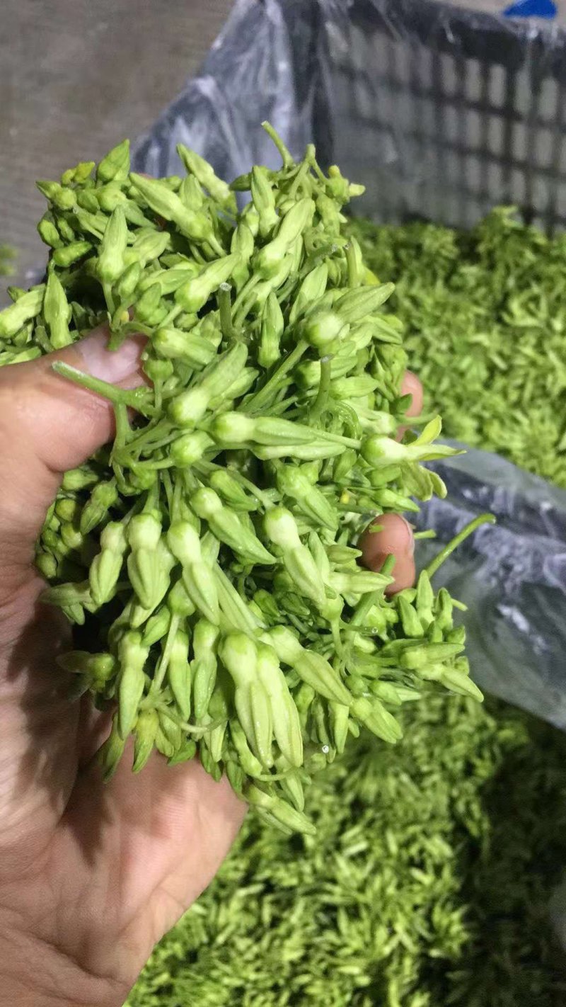 野菜特菜