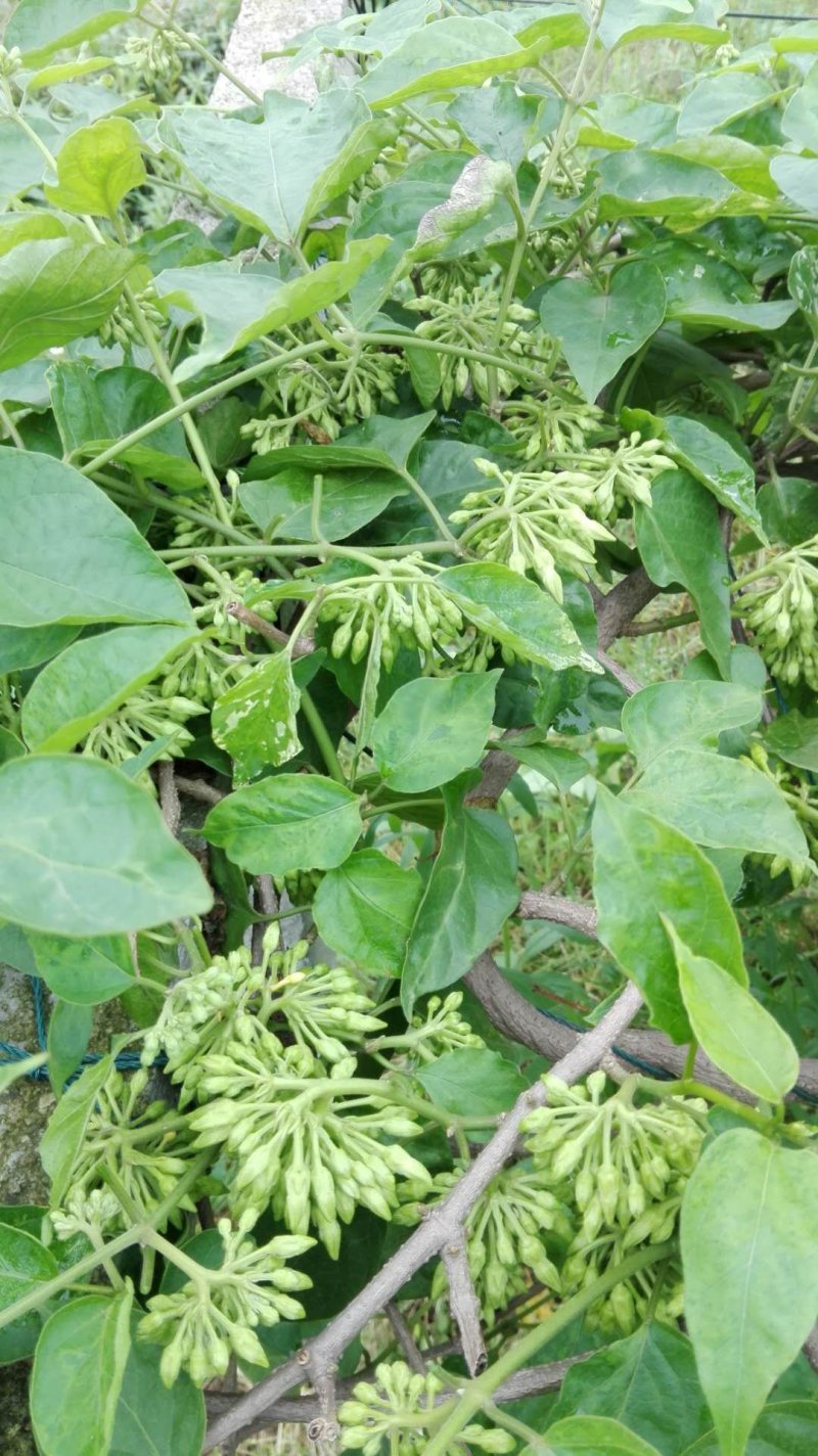 野菜特菜