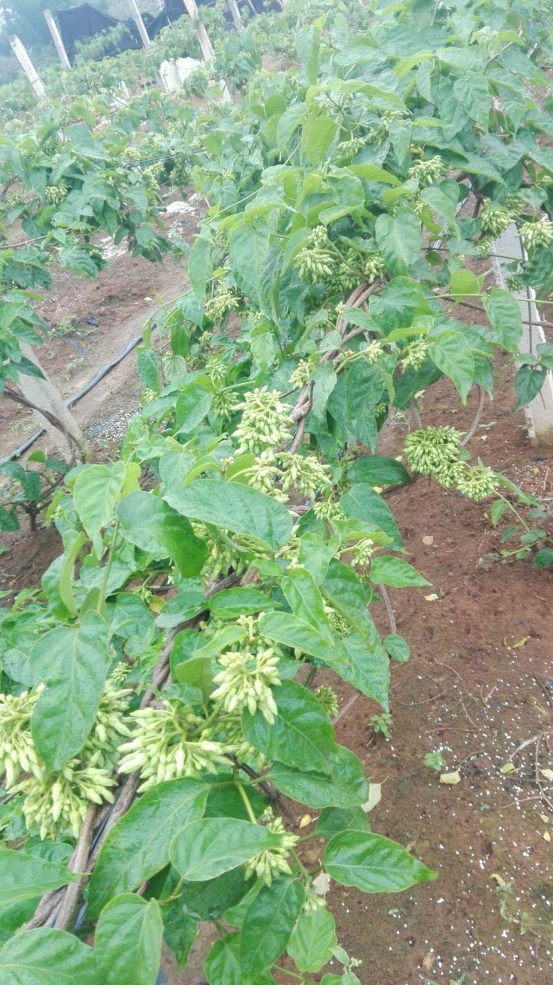 野菜特菜