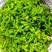 野菜特菜