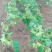 野菜特菜