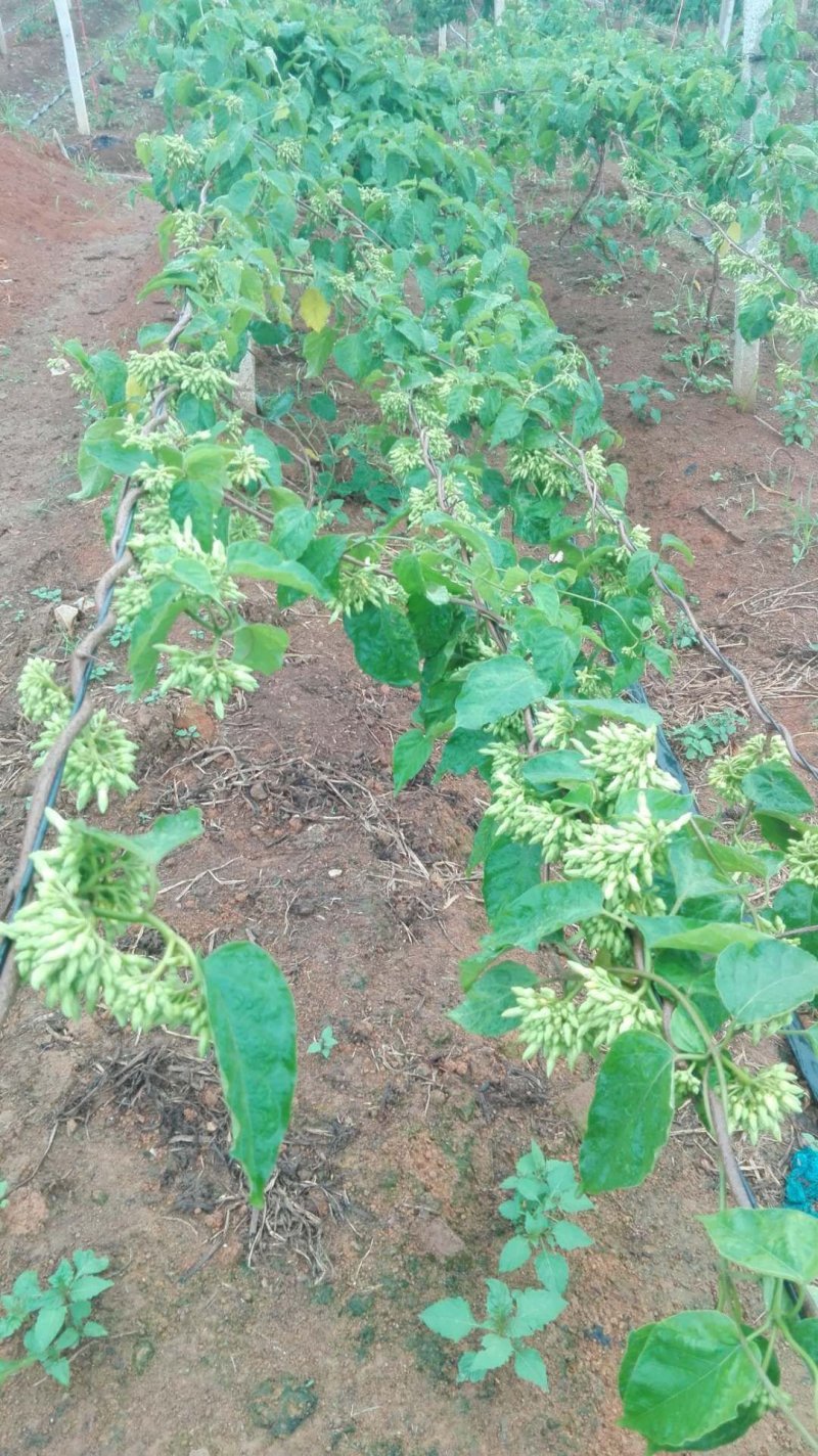 野菜特菜