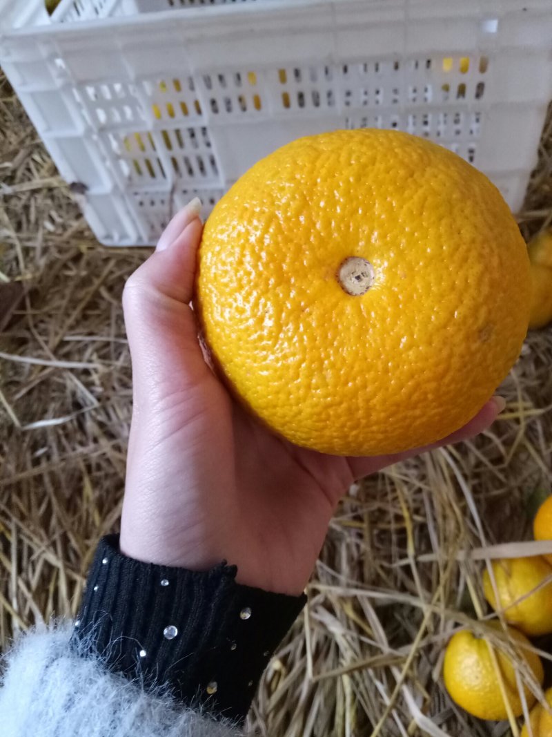 桔柚