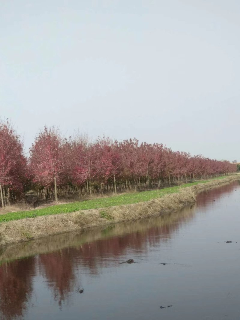 美国红枫秋火焰5-15苗圃地里大量供应红枫秋火焰