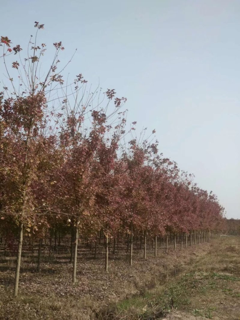 美国红枫秋火焰5-15苗圃地里大量供应红枫秋火焰