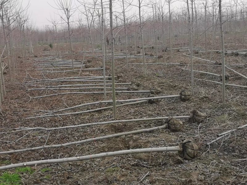 美国红枫秋火焰5-15苗圃地里大量供应红枫秋火焰