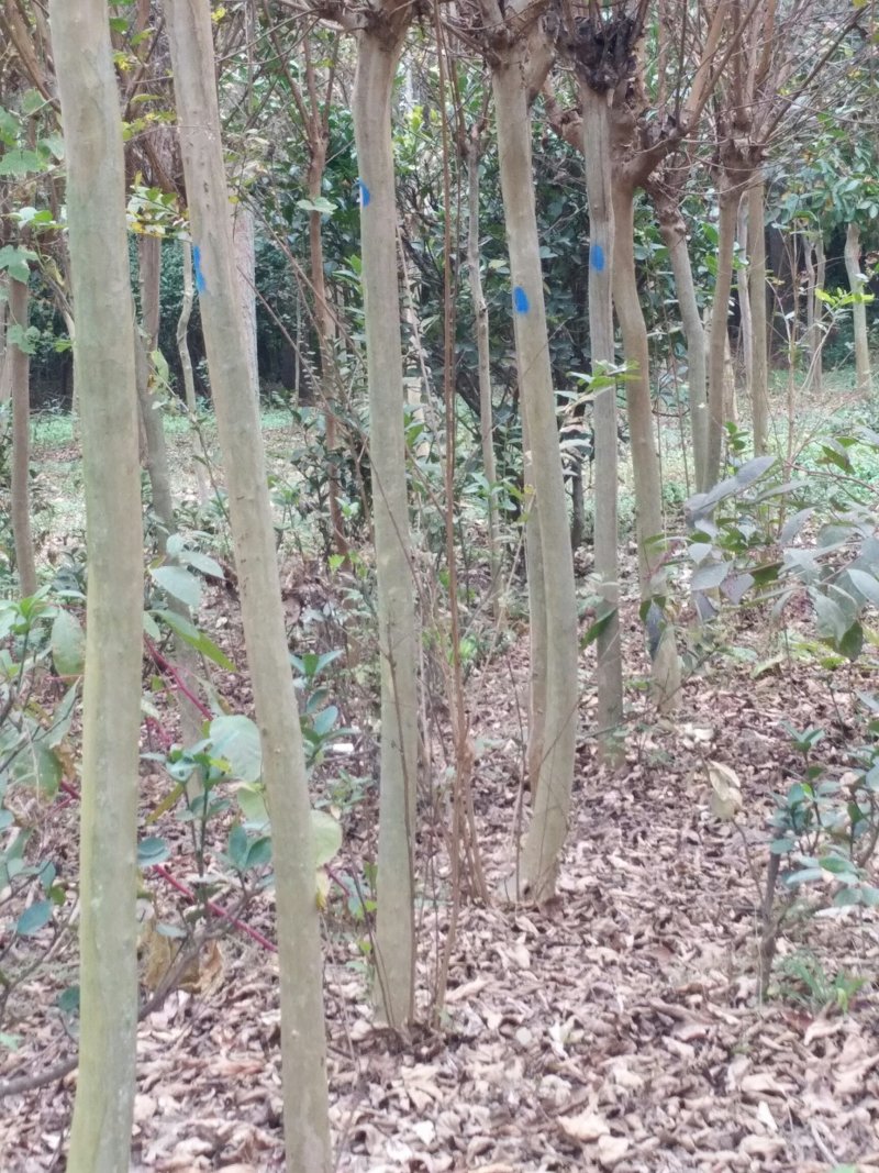 紫薇占地紫薇规格齐全紫薇产地可以实地看苗