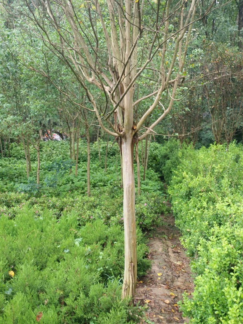紫薇占地紫薇规格齐全紫薇产地可以实地看苗