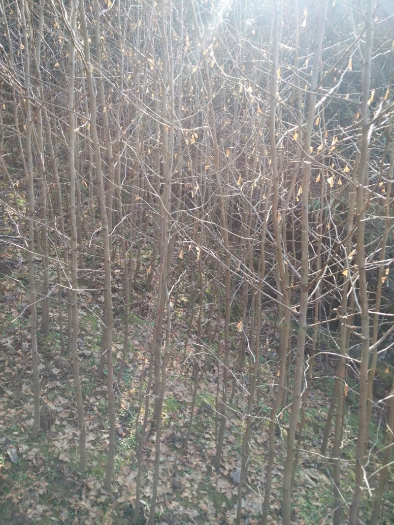 银杏树苗银杏树苗批发银杏树苗便宜卖欢迎咨询
