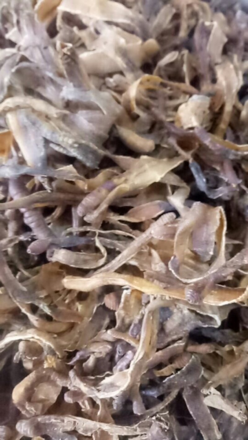 地龙规格比较齐全，欢迎咨询。常年购销动物昆虫类