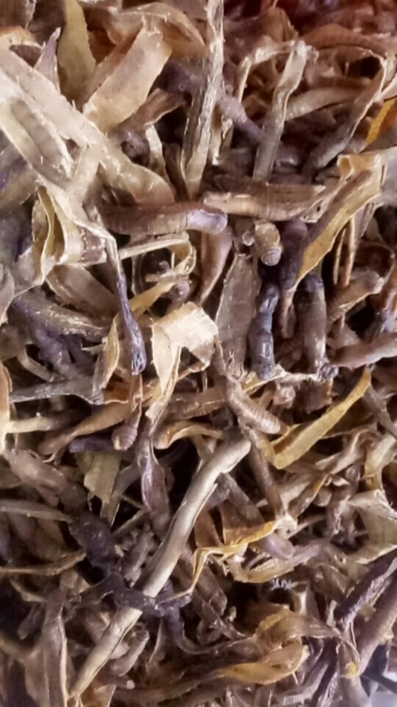 地龙规格比较齐全，欢迎咨询。常年购销动物昆虫类