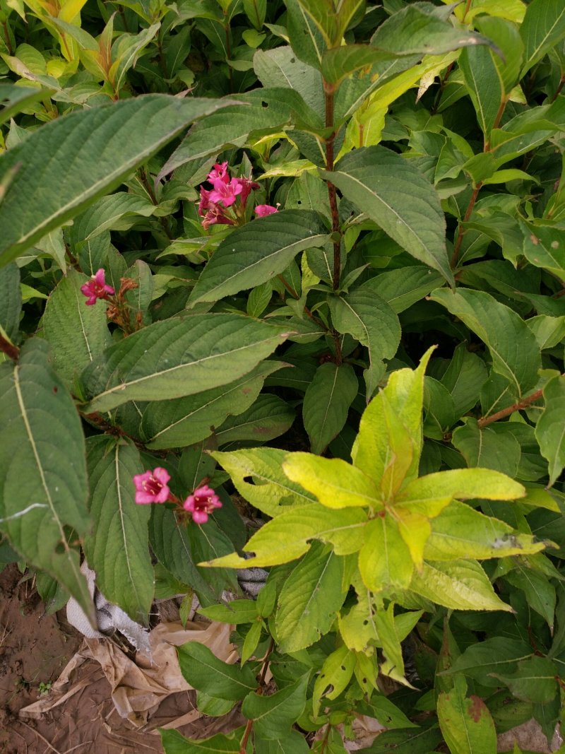 红王子锦带，50一1.5米高，产地货源数量充足