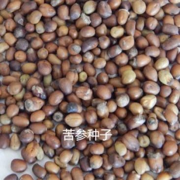 中药材种子，2018年纯新苦参种子