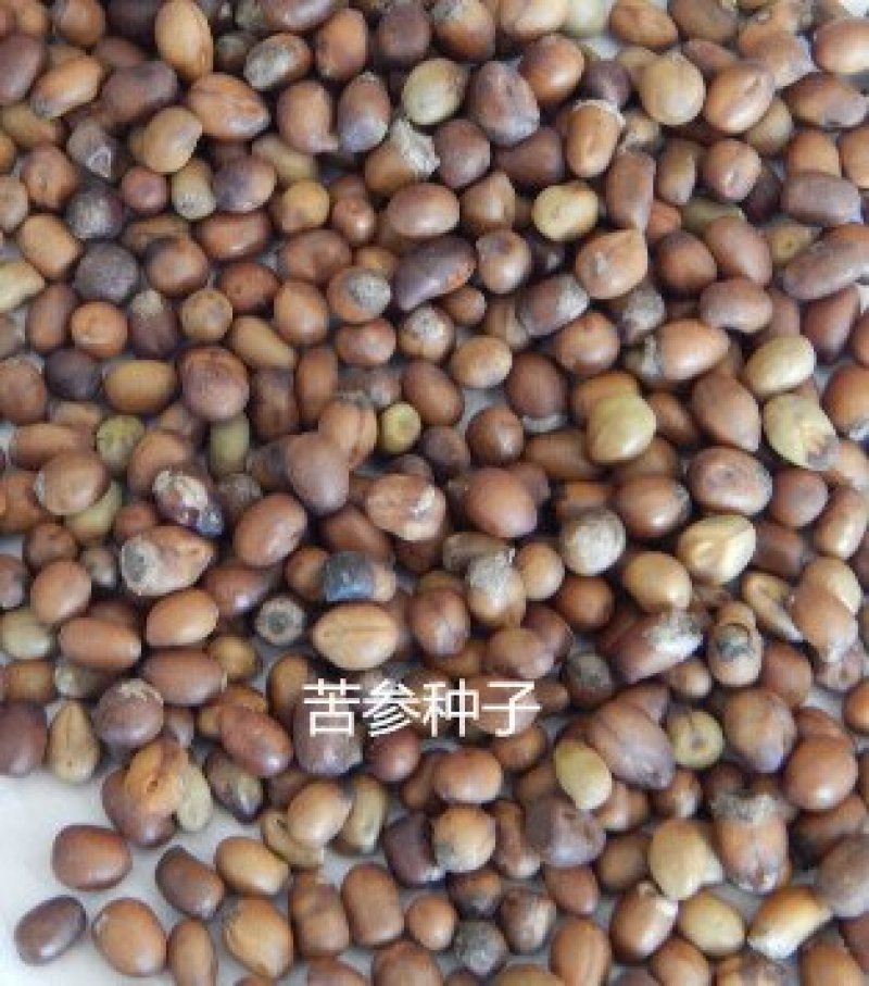 中药材种子，2018年纯新苦参种子