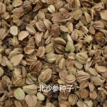 中药材种子
