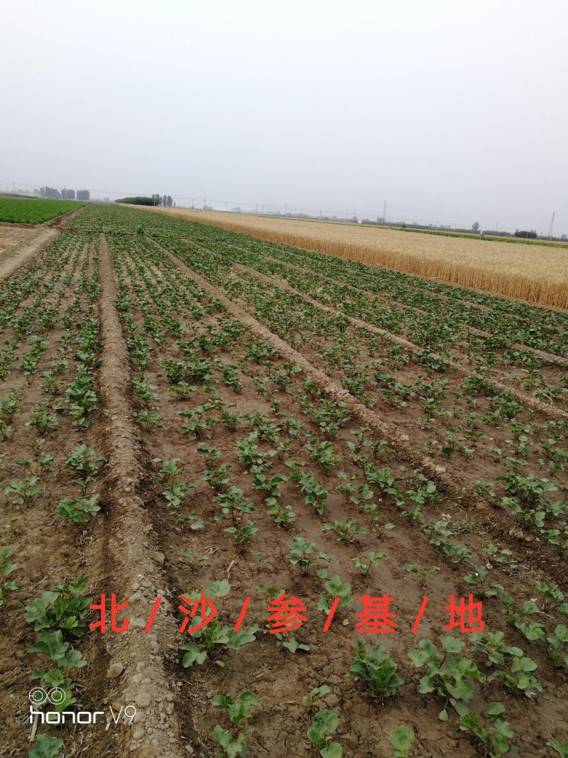 中药材种子