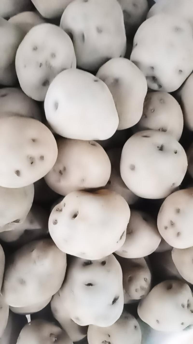 七彩土豆