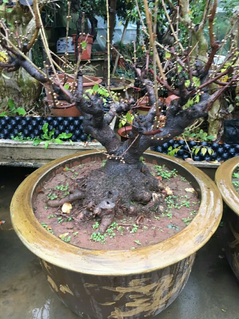 腊梅盆景腊梅桩