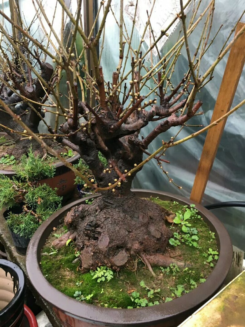 腊梅盆景腊梅桩