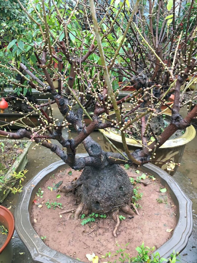 腊梅盆景腊梅桩