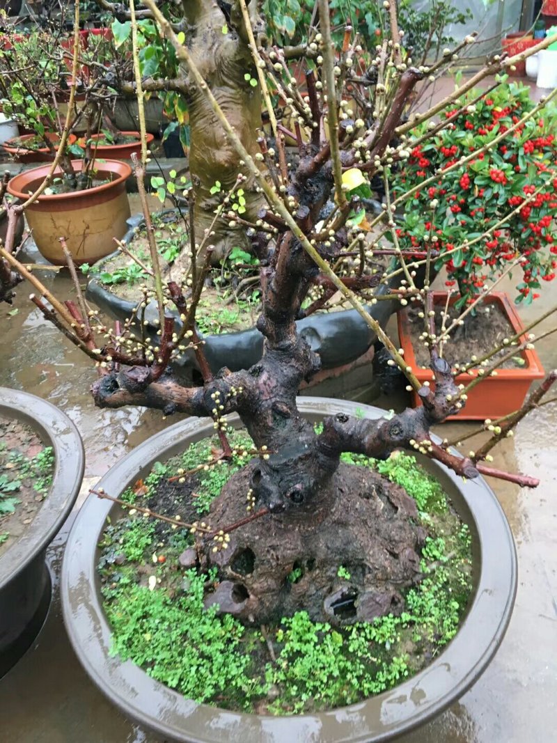 腊梅盆景腊梅桩