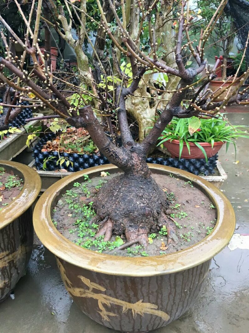 腊梅盆景腊梅桩