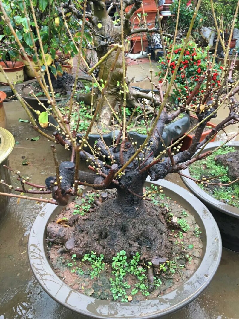 腊梅盆景腊梅桩