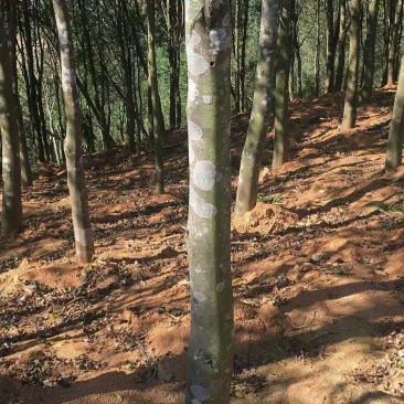 12年的沉香树5万棵出售