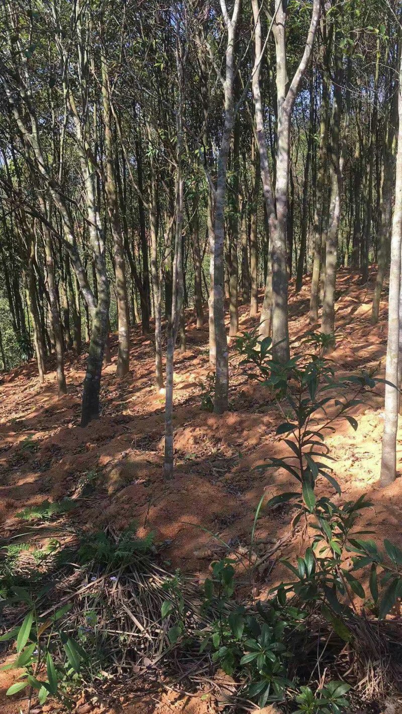 12年的沉香树5万棵出售