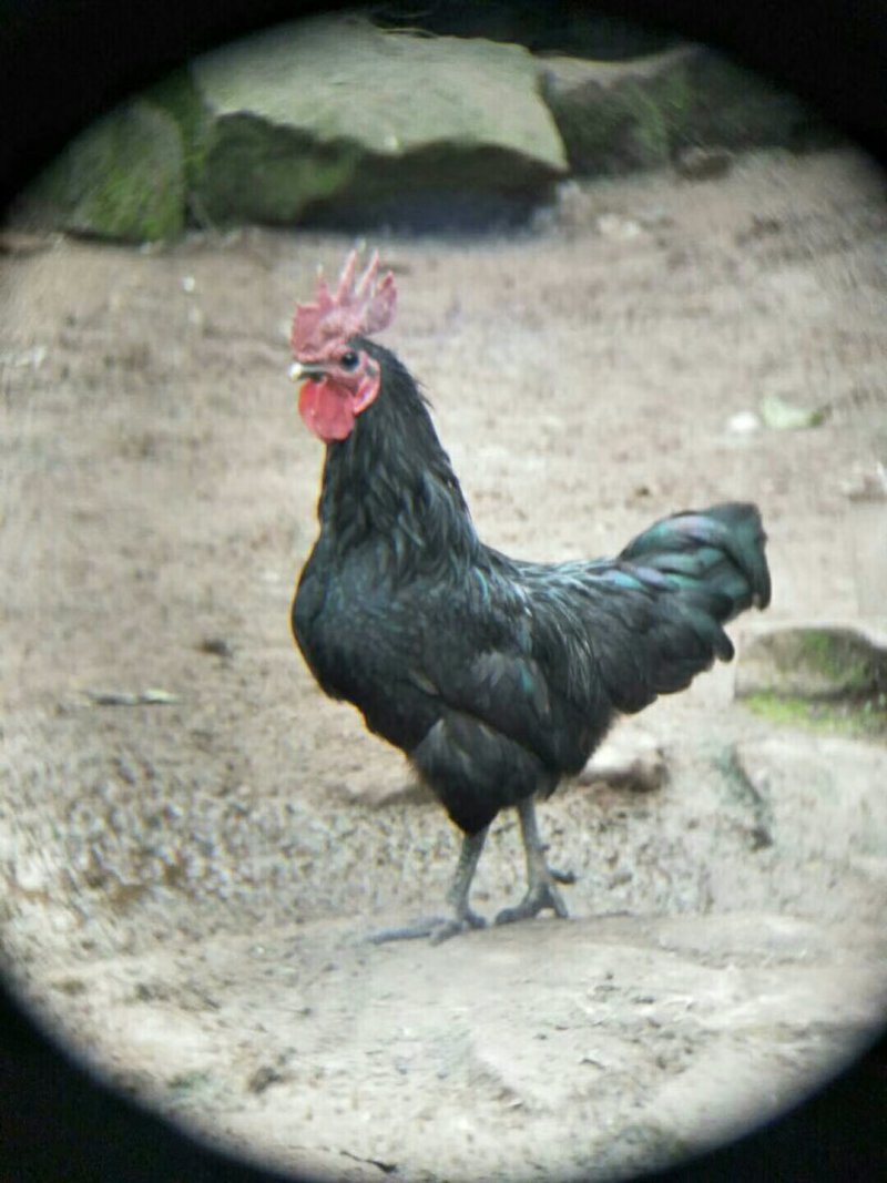 黑羽乌鸡