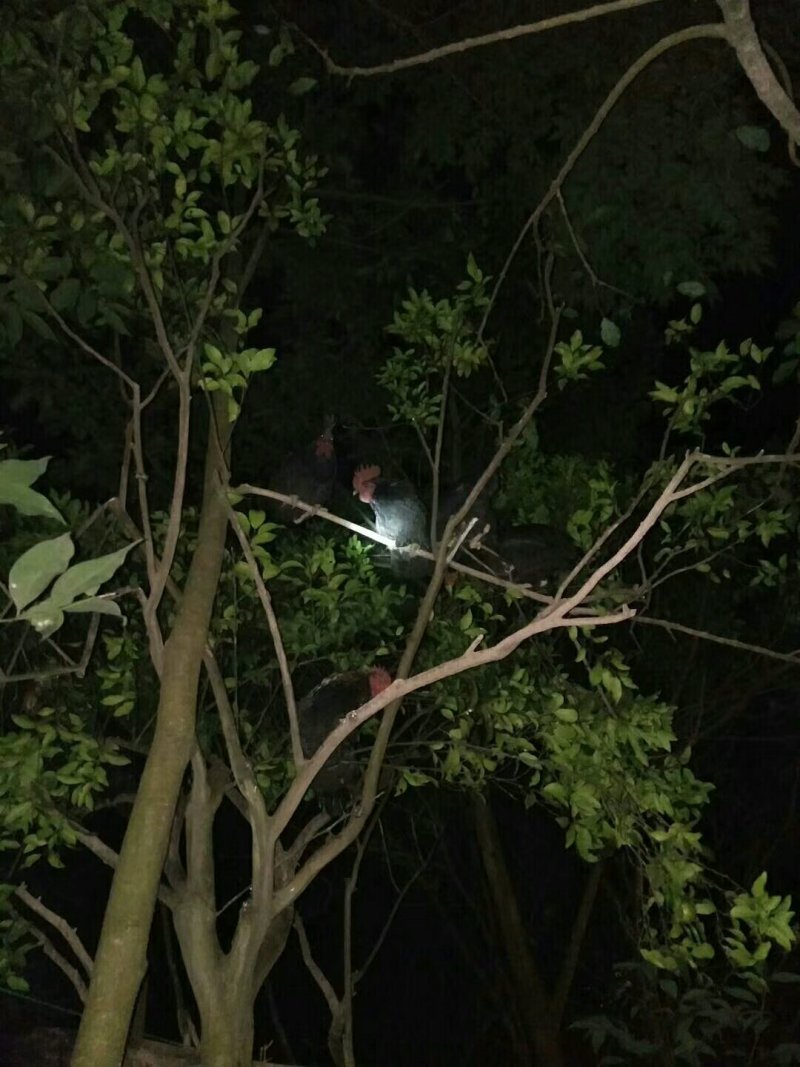 黑羽乌鸡