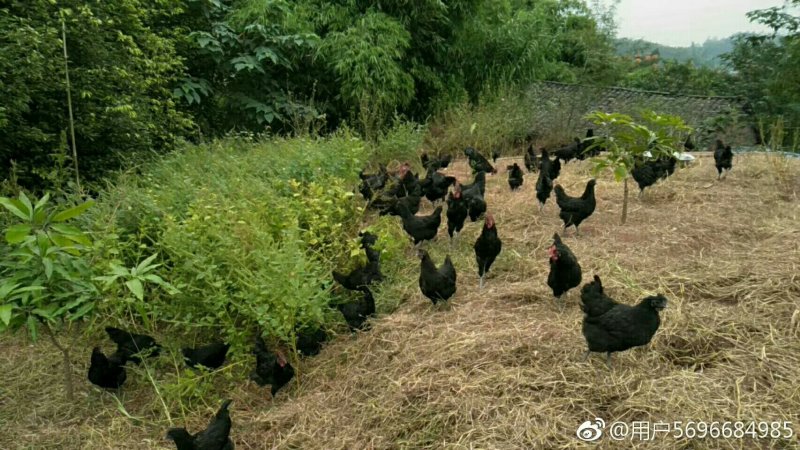 黑羽乌鸡