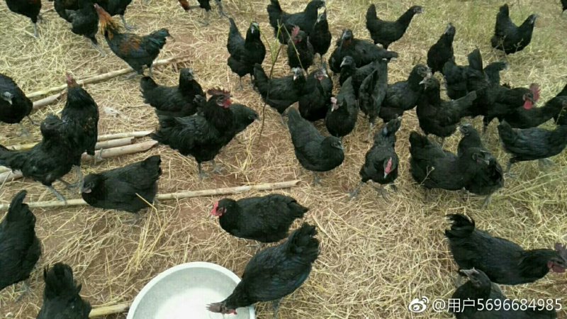 黑羽乌鸡