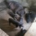 生态养殖苏太仔猪，适合散养的黑猪，3头以上包邮