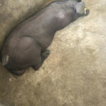 生态养殖苏太仔猪，适合散养的黑猪，3头以上包邮