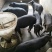 苏太黑猪，苏太黑猪苗，黑猪仔，3头以上包邮