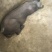 原种苏太公猪，苏太黑种公猪，3头以上包邮