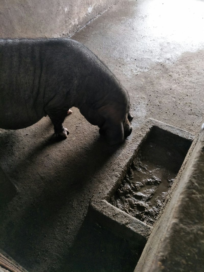 太湖母猪价格，原种太湖小母猪，3头以上包邮