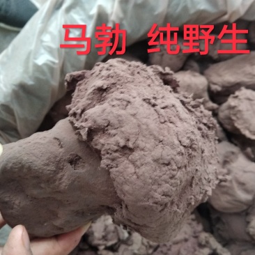 马勃野生